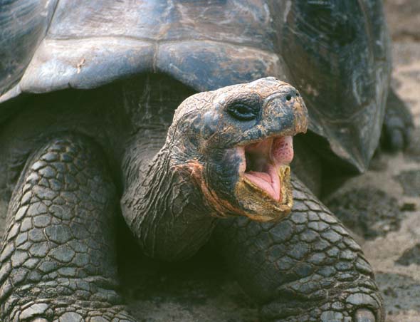 Galapagos04.jpg (47285 bytes)