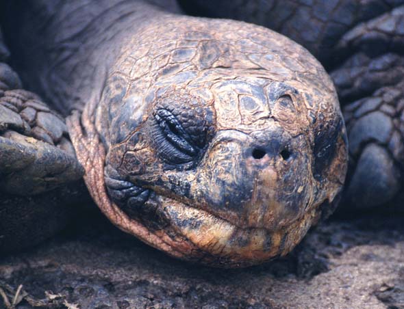 Galapagos05.jpg (54867 bytes)