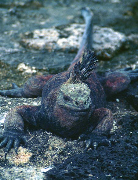 Galapagos11.jpg (64577 bytes)