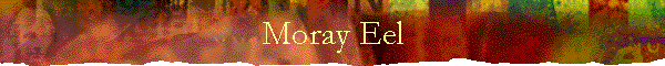 Moray Eel