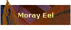 Moray Eel