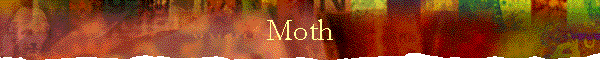 Moth