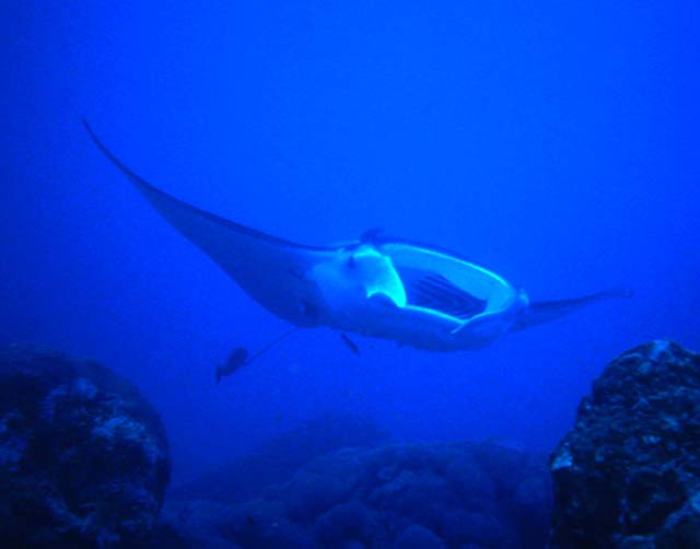 Manta.jpg (22283 bytes)