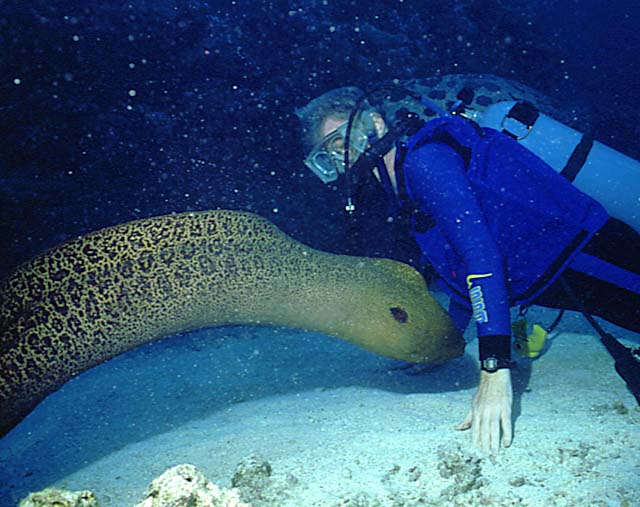 Moray.jpg (66537 bytes)